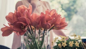 Sch?ne orange und gelbe Blumen lizenzfreie stockfotos Sch?ne orange und gelbe Blumen lizenzfreie stockfotos