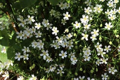 Sch?ne und bunte gelbe wei?e und purpurrote Fr?hlingsblumen im Sonnenlicht stockbild Sch?ne und bunte gelbe wei?e und purpurrote Fr?hlingsblumen im Sonnenlicht stockbild