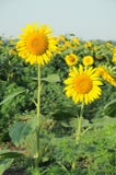 Sch?nes Sonnenblumefeld lizenzfreie stockfotografie Sch?nes Sonnenblumefeld lizenzfreie stockfotografie