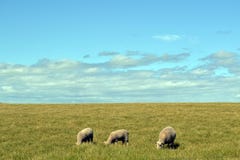 Schafe stockbilder Schafe stockbilder