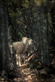 Schafe im Wald unter Bäumen Stockbilder Schafe im Wald unter Bäumen Stockbilder