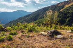 Schafe Scull, der aus den Grund mit Berglandschaft hinten liegt stockfoto Schafe Scull, der aus den Grund mit Berglandschaft hinten liegt stockfoto
