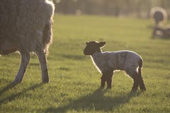 Schafe und Lamm am Gras lizenzfreie stockfotos Schafe und Lamm am Gras lizenzfreie stockfotos