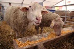 Schapen die graankorrels eten Stock Afbeeldingen Schapen die graankorrels eten Stock Afbeeldingen