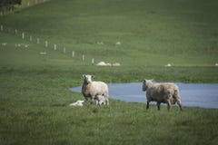 Schapen en baby in landbouwbedrijf, Australië stock foto Schapen en baby in landbouwbedrijf, Australië stock foto