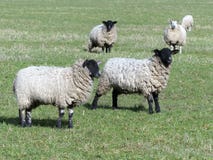 Schapen met zwarte kop in groen weiland royalty-vrije stock afbeeldingen Schapen met zwarte kop in groen weiland royalty-vrije stock afbeeldingen