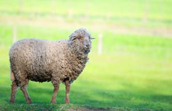 Schapen op groen gebied in de de lentetijd royalty-vrije stock afbeelding Schapen op groen gebied in de de lentetijd royalty-vrije stock afbeelding