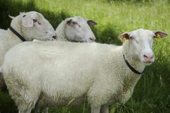Schapen op weiland Schapen op weiland
