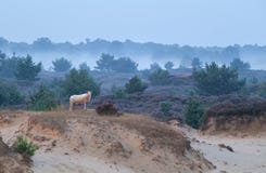 Schapen op zandduin in nevelige ochtend royalty-vrije stock fotografie Schapen op zandduin in nevelige ochtend royalty-vrije stock fotografie