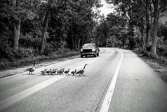 Schar von den Gänsen, welche die Straße Schwarzweiss kreuzen stockbilder Schar von den Gänsen, welche die Straße Schwarzweiss kreuzen stockbilder
