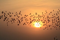 SCHAREN VON VON VÖGELN IM ABEND-HIMMEL BIKANER Rajasthan stockbild SCHAREN VON VON VÖGELN IM ABEND-HIMMEL BIKANER Rajasthan stockbild