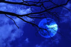 Schattenbildbaummond stockfoto Schattenbildbaummond stockfoto