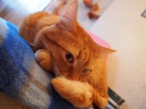 Schauen Sie von der roten Katze Katze betrachtet verschlagen seinem Meister Sch?ner roter Schatten der Katze stockbilder Schauen Sie von der roten Katze Katze betrachtet verschlagen seinem Meister Sch?ner roter Schatten der Katze stockbilder