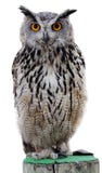 Schaukeln Sie Adler-Eule stockfotos Schaukeln Sie Adler-Eule stockfotos