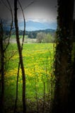 Scheidegg, Deutschland - 24. April 2019: Frühlingswiese mit Löwenzahn und Alpen am Horizont Blühender Löwenzahn wirft Bäume lizenzfreie stockfotos Scheidegg, Deutschland - 24. April 2019: Frühlingswiese mit Löwenzahn und Alpen am Horizont Blühender Löwenzahn wirft Bäume lizenzfreie stockfotos