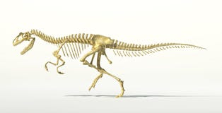 Scheletro foto-realistico del dinosauro di allosauro. illustrazione vettoriale Scheletro foto-realistico del dinosauro di allosauro. illustrazione vettoriale