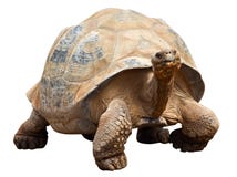 Schildkröte lizenzfreies stockbild Schildkröte lizenzfreies stockbild