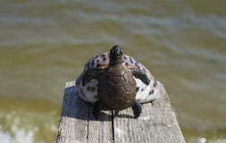 Schildkröte auf dem Oberteil stockfoto Schildkröte auf dem Oberteil stockfoto