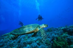 Schildkröte-und Unterwasseratemgerät-Taucher stockbild Schildkröte-und Unterwasseratemgerät-Taucher stockbild