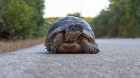 Schildpad aan kant van landelijke weg op Sardine royalty-vrije stock afbeelding Schildpad aan kant van landelijke weg op Sardine royalty-vrije stock afbeelding