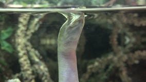 Schildpadden, Schildpadden, Reptielen, Dieren, het Wild stock footage Schildpadden, Schildpadden, Reptielen, Dieren, het Wild stock footage