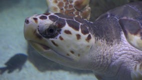 Schildpadden, Schildpadden, Reptielen, Dieren, het Wild stock footage Schildpadden, Schildpadden, Reptielen, Dieren, het Wild stock footage