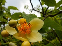 Yellowish petaled Schima sp. of Theaceae royalty free stock photography Yellowish petaled Schima sp. of Theaceae royalty free stock photography