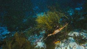 Schitterende BladdieSeadragon als zeewier wordt gecamoufleerd royalty-vrije stock foto's Schitterende BladdieSeadragon als zeewier wordt gecamoufleerd royalty-vrije stock foto's
