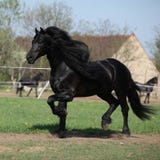 Schitterende friesian hengst met lange manen die op weiland lopen stock afbeelding Schitterende friesian hengst met lange manen die op weiland lopen stock afbeelding