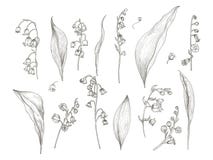 Schitterende tekening van lelietje-van-dalendelen - de bloem, bloeiwijze, stam, gaat weg Bloeiende die installatiehand in wijnoog vector illustratie Schitterende tekening van lelietje-van-dalendelen - de bloem, bloeiwijze, stam, gaat weg Bloeiende die installatiehand in wijnoog vector illustratie