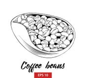 Schizzo disegnato a mano dei chicchi di caffè in nero isolati su fondo bianco Disegno d'annata dettagliato di stile incisione illustrazione vettoriale Schizzo disegnato a mano dei chicchi di caffè in nero isolati su fondo bianco Disegno d'annata dettagliato di stile incisione illustrazione vettoriale