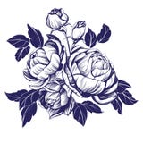 Schizzo rosa di fioritura floreale dell'illustrazione di vettore del ramo illustrazione vettoriale Schizzo rosa di fioritura floreale dell'illustrazione di vettore del ramo illustrazione vettoriale