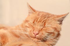 Schlafender Ginger Cat Gl?cklicher Traum stockfoto Schlafender Ginger Cat Gl?cklicher Traum stockfoto