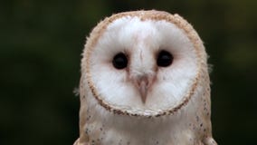 Schleiereule stock video footage Schleiereule stock video footage