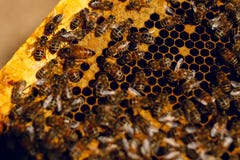 Schlie?en Sie herauf Ansicht der Arbeitsbienen auf Honigzellen lizenzfreies stockbild Schlie?en Sie herauf Ansicht der Arbeitsbienen auf Honigzellen lizenzfreies stockbild