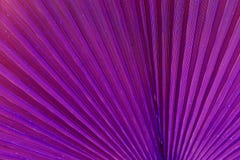 Schlie?en Sie oben vom Palmblatt Abstrakter Hintergrund, purpurroter surrealer Ton stockbilder Schlie?en Sie oben vom Palmblatt Abstrakter Hintergrund, purpurroter surrealer Ton stockbilder