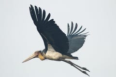 Vom Vogel AngeschiГџen Bedeutung Vom Vogel AngeschiГџen Bedeutung