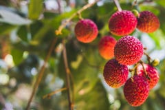 Schließen Sie herauf reife Litschifrüchte auf Baum in der Plantage, Thailand stockfotos Schließen Sie herauf reife Litschifrüchte auf Baum in der Plantage, Thailand stockfotos