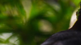 Schließen Sie oben vom Fischertukan, Ramphastos-sulfuratus, Vogel in natürlichem Foz tun Iguacu, Brasilien lizenzfreie stockfotografie Schließen Sie oben vom Fischertukan, Ramphastos-sulfuratus, Vogel in natürlichem Foz tun Iguacu, Brasilien lizenzfreie stockfotografie
