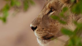 Schließen Sie oben vom Gesicht des weiblichen Löwes im afrikanischen bushveld, Namibische Wüste, Namibia stockfotos Schließen Sie oben vom Gesicht des weiblichen Löwes im afrikanischen bushveld, Namibische Wüste, Namibia stockfotos