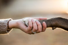 Schließen Sie oben vom Hund, der Hände mit ihrem weiblichen Eigentümer rüttelt Lizenzfreies Stockbild Schließen Sie oben vom Hund, der Hände mit ihrem weiblichen Eigentümer rüttelt Lizenzfreies Stockbild