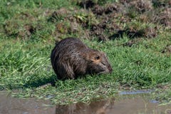 Schließen Sie oben vom wilden Coypu, welche nach einer Nahrung im Gras nahe einem See sucht lizenzfreie stockfotos Schließen Sie oben vom wilden Coypu, welche nach einer Nahrung im Gras nahe einem See sucht lizenzfreie stockfotos