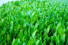 Schließen Sie oben von Blätter Buxus Buxusblattnahaufnahme Grüner Buxus Frischer junger Buxus stockfotos Schließen Sie oben von Blätter Buxus Buxusblattnahaufnahme Grüner Buxus Frischer junger Buxus stockfotos