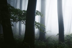 Schließen Sie oben von den dunklen Bäumen im gespenstischer nebeliger Waldmerkwürdigen hellen Licht im Abstand Anmerkungen und ei lizenzfreie stockbilder Schließen Sie oben von den dunklen Bäumen im gespenstischer nebeliger Waldmerkwürdigen hellen Licht im Abstand Anmerkungen und ei lizenzfreie stockbilder