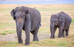 Schließen Sie oben von den indischen Elefanten - Mutter und Baby lizenzfreie stockfotos Schließen Sie oben von den indischen Elefanten - Mutter und Baby lizenzfreie stockfotos
