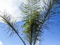 Schließen Sie oben von den Niederlassungen einer Palme mit einem Hintergrund des blauen Himmels stockbild Schließen Sie oben von den Niederlassungen einer Palme mit einem Hintergrund des blauen Himmels stockbild