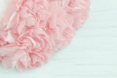 Schließen Sie oben von den rosa Gartennelkenblumen lizenzfreie stockfotos Schließen Sie oben von den rosa Gartennelkenblumen lizenzfreie stockfotos
