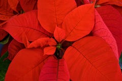 Schließen Sie oben von den roten Poinsettiablättern lizenzfreie stockbilder Schließen Sie oben von den roten Poinsettiablättern lizenzfreie stockbilder