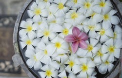 Schließen Sie oben von der rosa franjipani Plumeriablume, die unter weißer Blume auf Wasser im hölzernen Becken am thailändischen lizenzfreies stockfoto Schließen Sie oben von der rosa franjipani Plumeriablume, die unter weißer Blume auf Wasser im hölzernen Becken am thailändischen lizenzfreies stockfoto