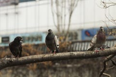 Schließen Sie oben von drei Tauben, die an einem Baumast bei Cheonggyecheon, Seoul stehen und entlang des Fotografen anstarren lizenzfreies stockfoto Schließen Sie oben von drei Tauben, die an einem Baumast bei Cheonggyecheon, Seoul stehen und entlang des Fotografen anstarren lizenzfreies stockfoto